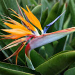 After How Many Years Does Strelitzia Bloom? Care Tips for Early Flowering