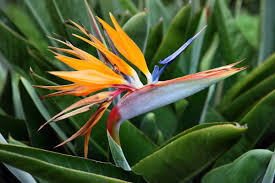 After How Many Years Does Strelitzia Bloom? Care Tips for Early Flowering